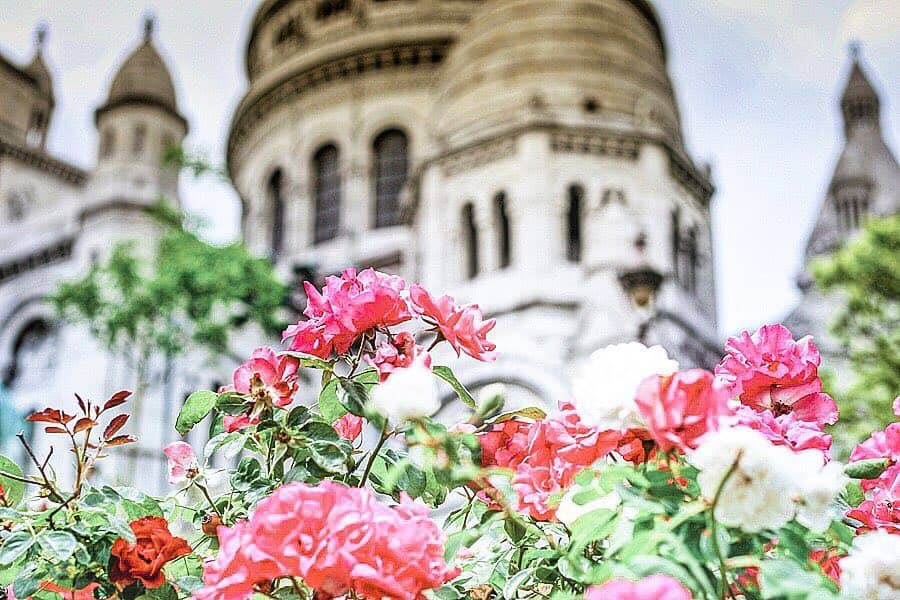 cherry blossom in paris montrmartre
