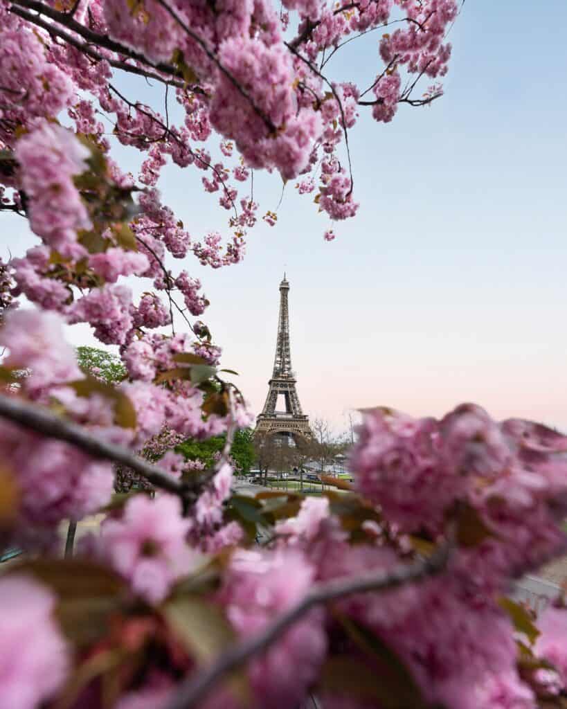 Cherry blossom near the Eiffel Tower in Paris