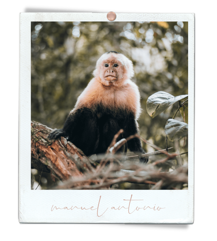 manuel antonio national park, monkeys