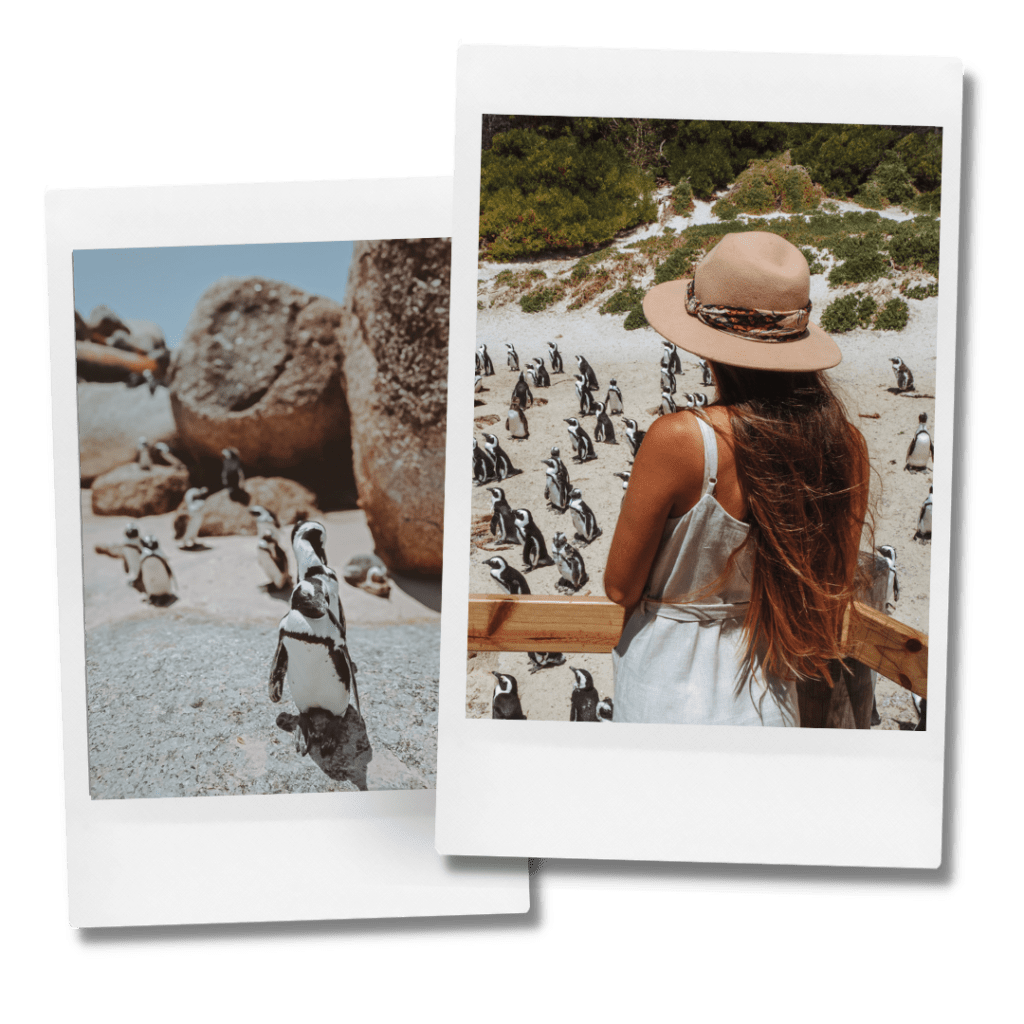 How to plan the perfect trip to the Boulders Beach - home to 3000 african penguins