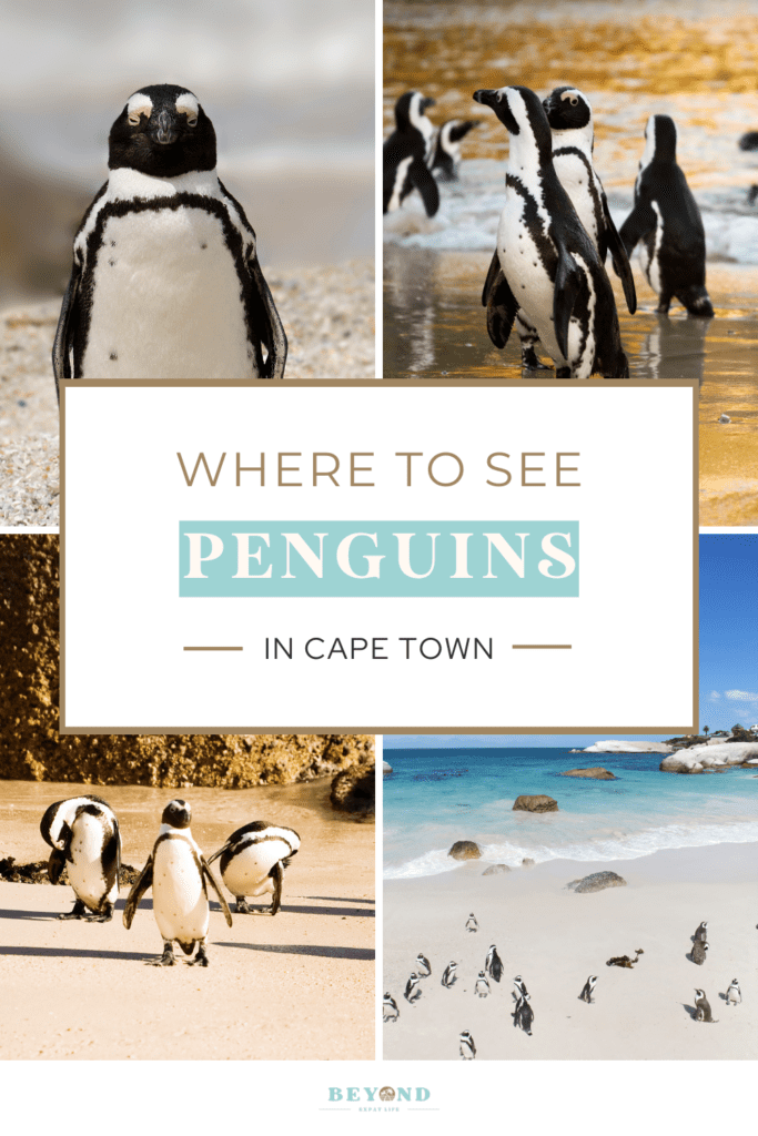 How to plan the perfect trip to the Boulders Beach - home to 3000 african penguins