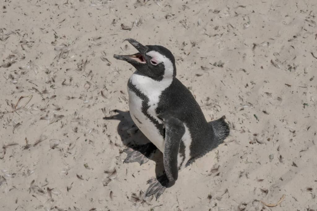 How to plan the perfect trip to the Boulders Beach - home to 3000 african penguins