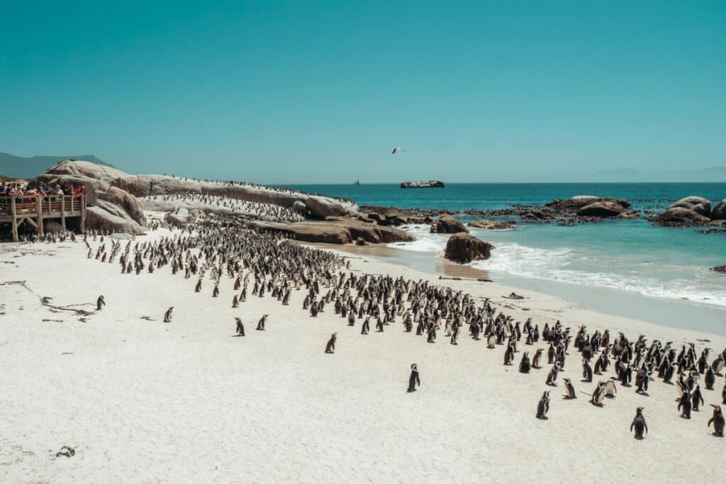 How to plan the perfect trip to the Boulders Beach - home to 3000 african penguins