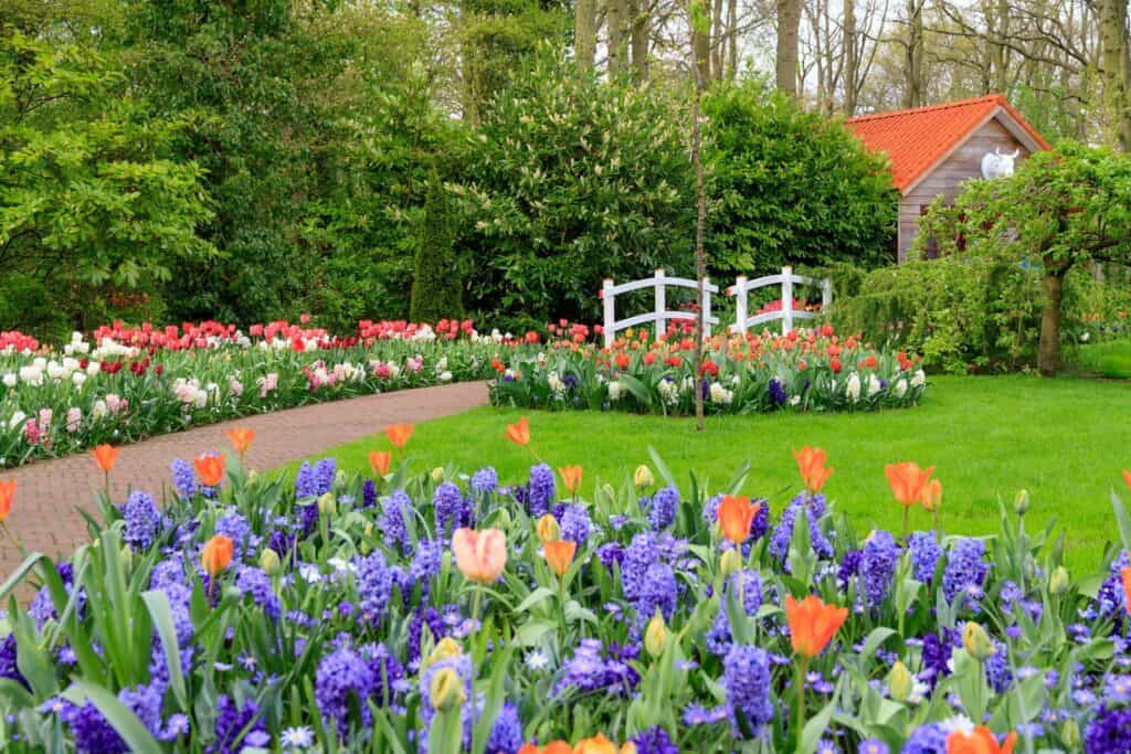 Where to see tulip fields near Amsterdam