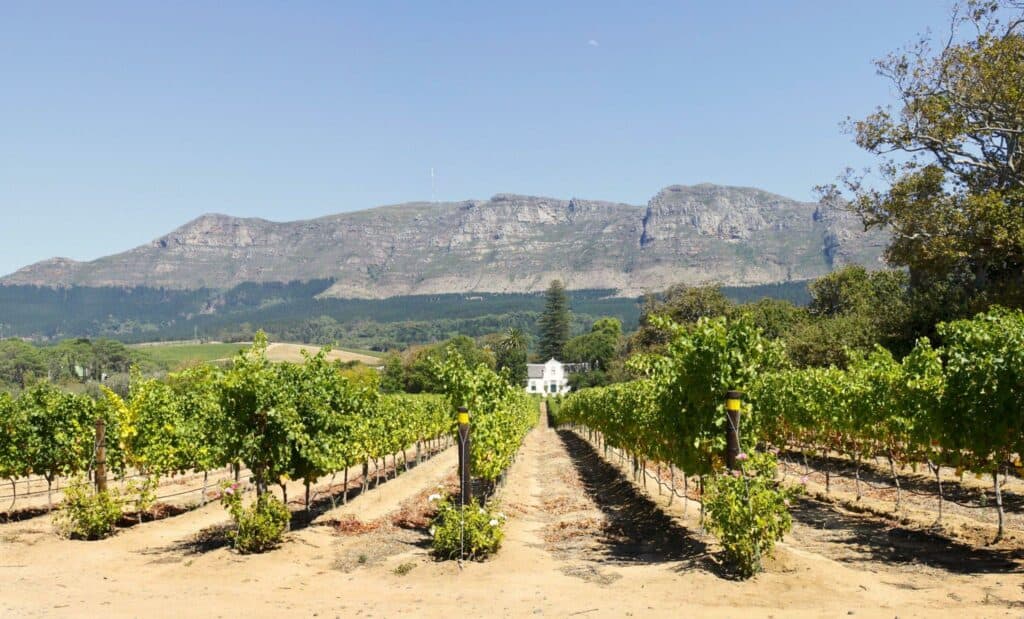 constantia wineyards