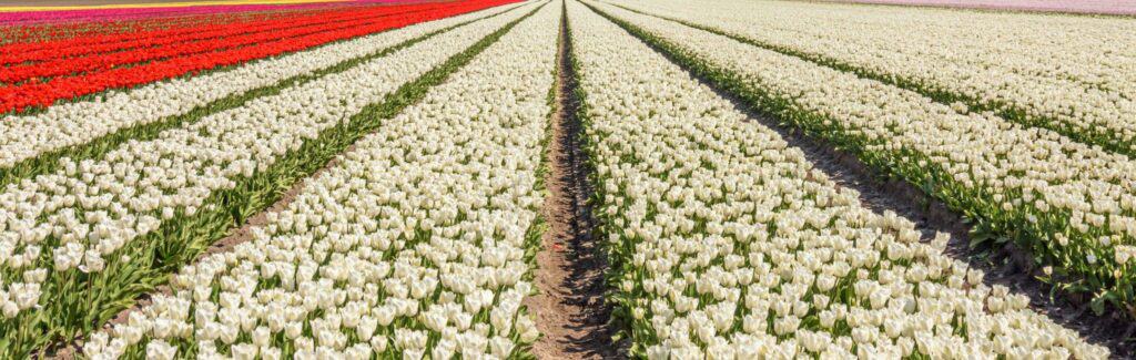 Where to see tulip fields near Amsterdam
