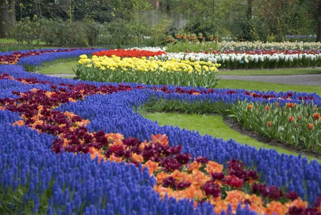 Where to see tulip fields near Amsterdam