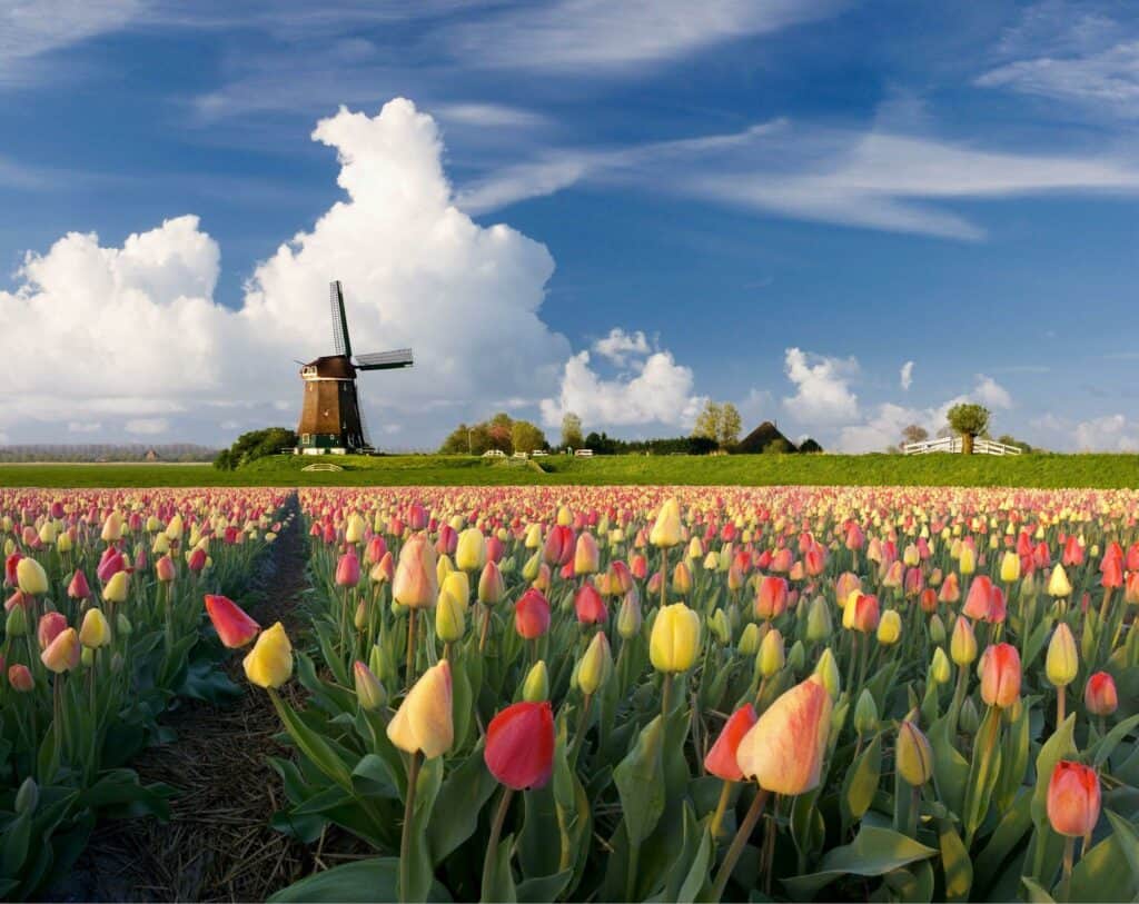 Where to see tulip fields near Amsterdam