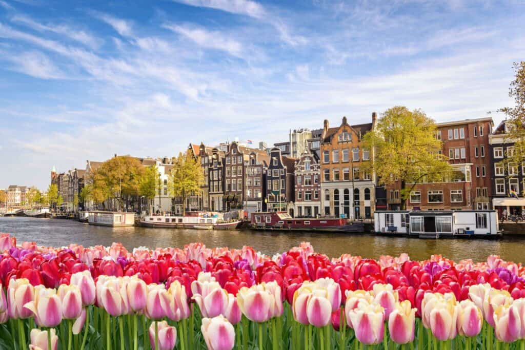 Where to see tulip fields near Amsterdam