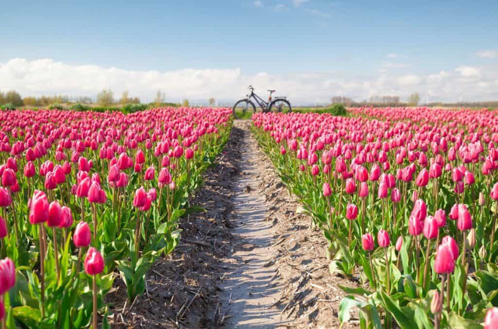 Where to see tulip fields near Amsterdam