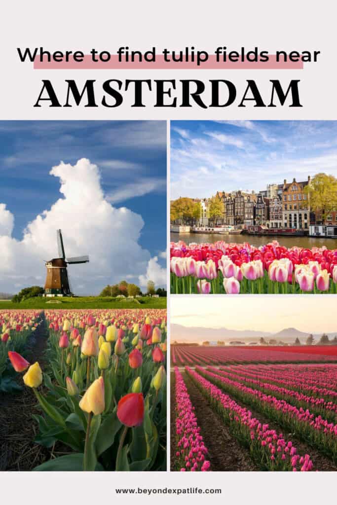 Where to find tulip fields near Amsterdam