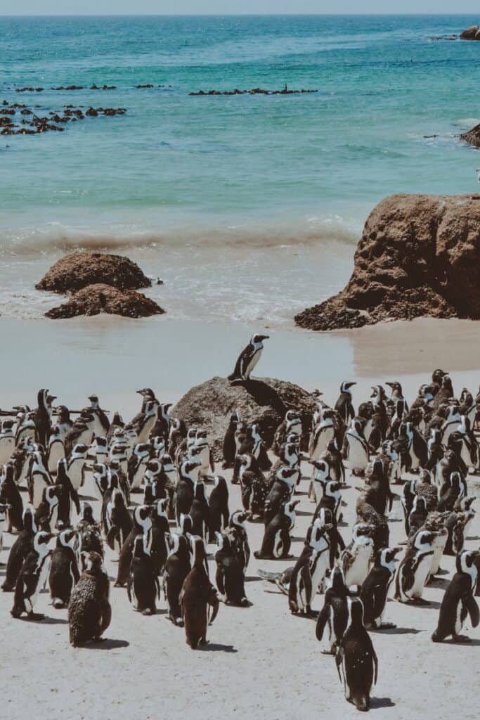 Boulders Beach penguin colony