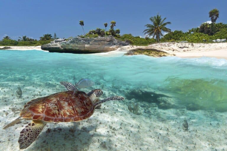 Explore The Best Snorkeling Spots On Isla Mujeres