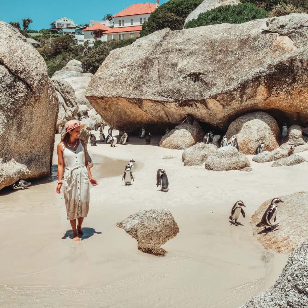 Boulders Beach penguin colony