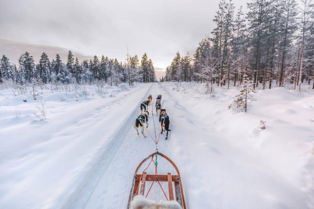 rovaniemi finland. Dog sleeding