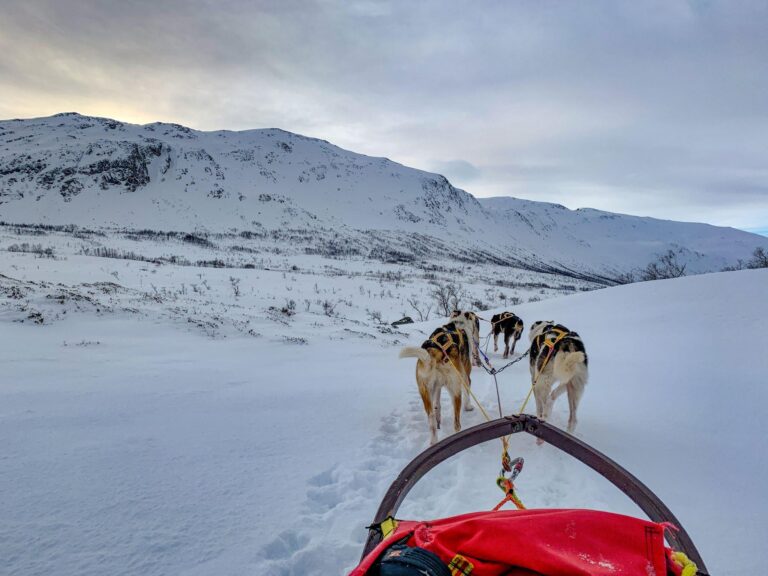 best tours in tromso husky sledding tromso