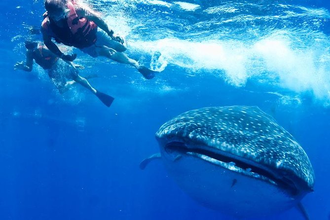 isla mujeres snorkeling with sharks