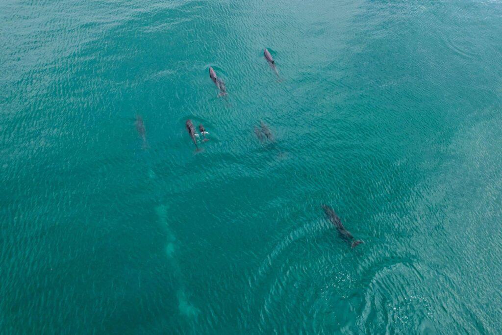dolphins uvita