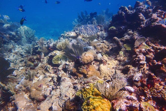 PADI open water course Isla Mujeres