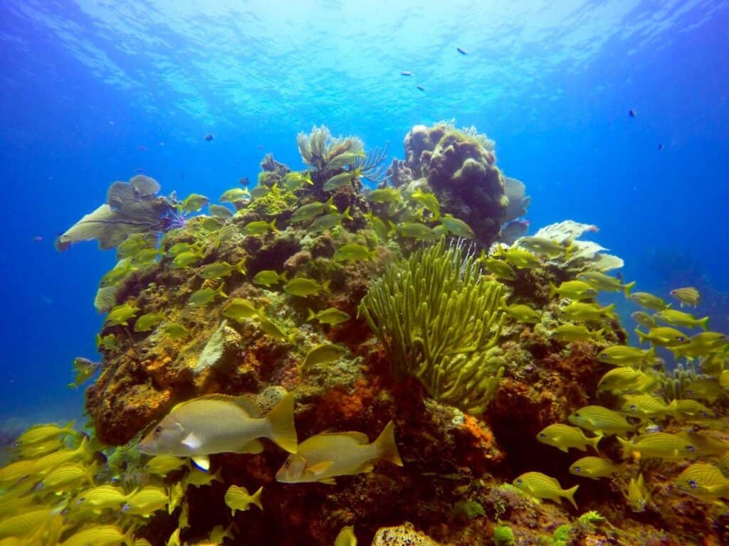 2 Tank Dives MUSA and Manchones reef