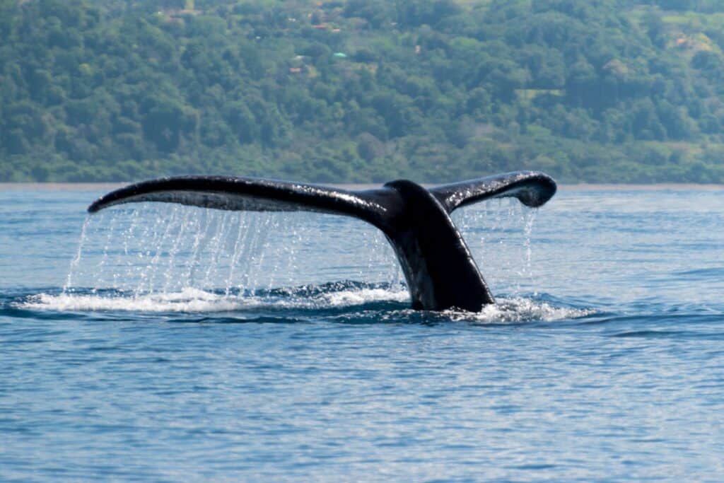 humpback whales