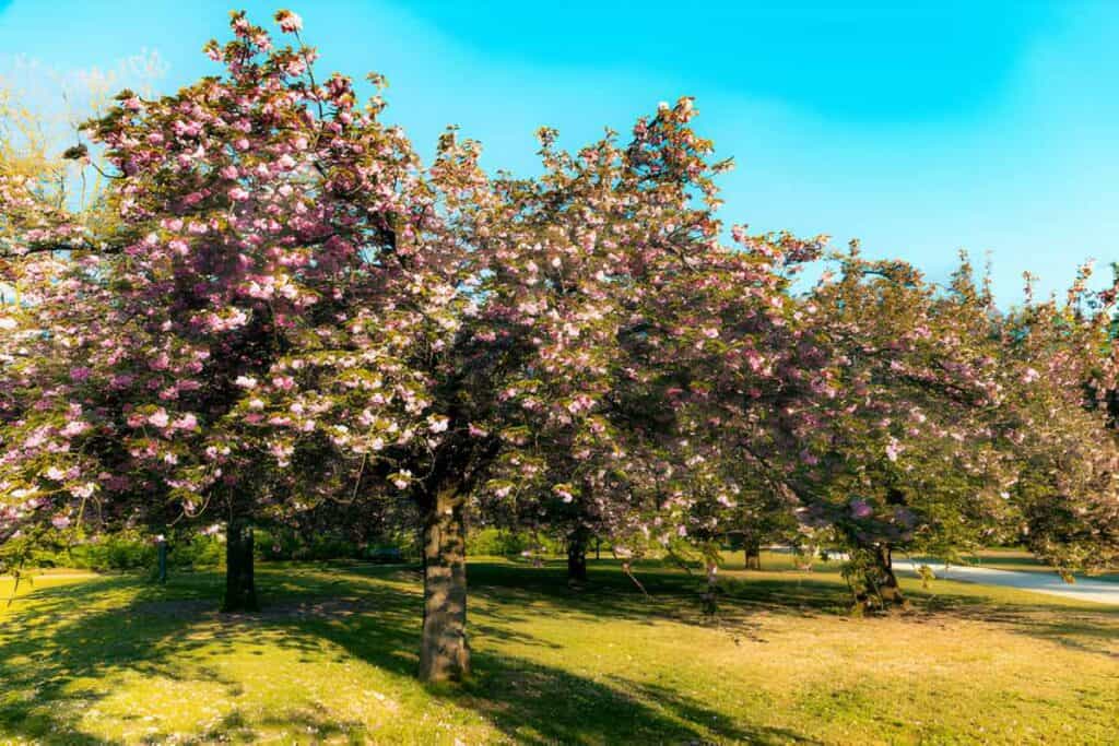 Cherry tree blossom in Parc de Sceaux - Ile de France - Paris region - France