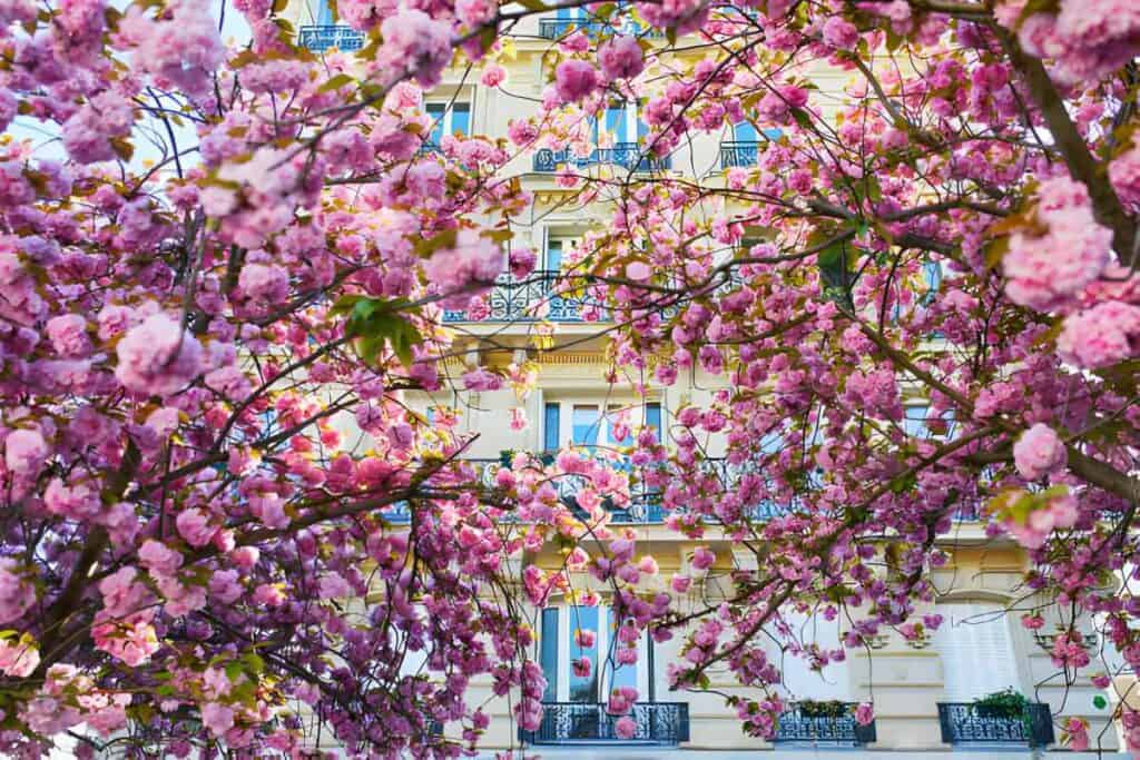 Cherry blossom season at spring in Paris, France. Beautiful sakura tree in full bloom