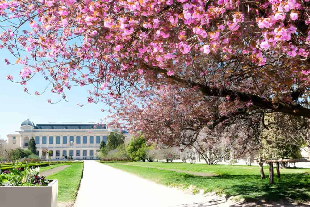 Paris, Jardin des plantes, cherry blossoming