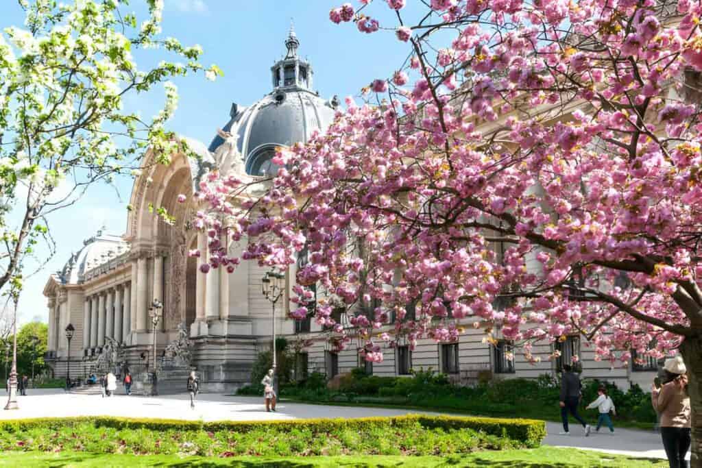 Spring in Paris : Dome of Petit Palais with pink sakura flowered